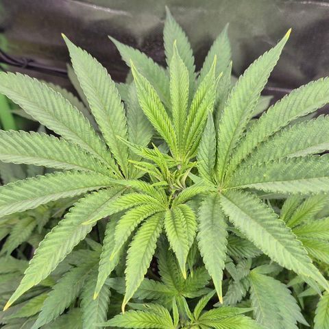 Karli - SHISKABERRY (auto) growlog timeline photo