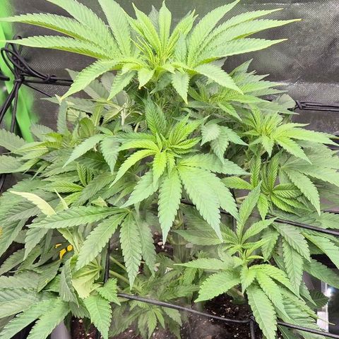 Karli - SHISKABERRY (auto) growlog timeline photo