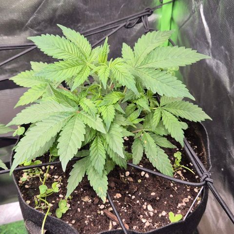 Kushi 😶‍🌫️(rest n. Teilernte/ critical kush, 9.1.24 🎁, Kümmerling) growlog timeline photo