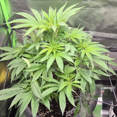 Karli - SHISKABERRY (auto) growlog timeline photo