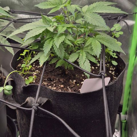 Kushi 😶‍🌫️(rest n. Teilernte/ critical kush, 9.1.24 🎁, Kümmerling) growlog timeline photo
