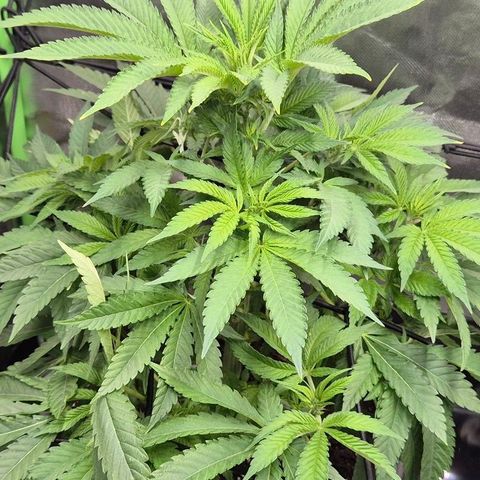Karli - SHISKABERRY (auto) growlog timeline photo