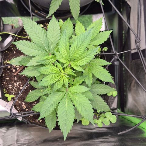 Kushi 😶‍🌫️(rest n. Teilernte/ critical kush, 9.1.24 🎁, Kümmerling) growlog timeline photo