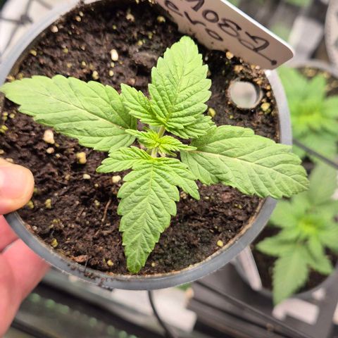 Mimosa evo Photo ♥️ Barney's Farm  growlog timeline photo