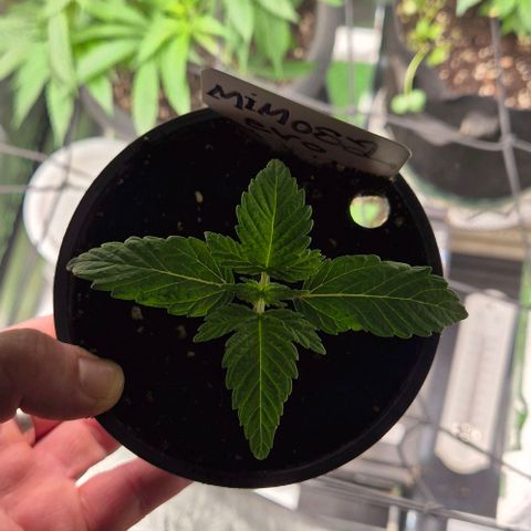Mimosa evo Photo ♥️ Barney's Farm  growlog timeline photo