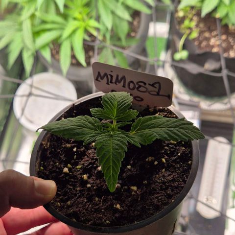 Mimosa evo Photo ♥️ Barney's Farm  growlog timeline photo
