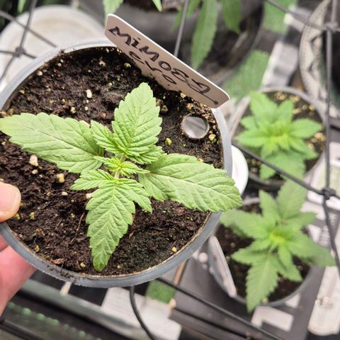 Mimosa evo Photo ♥️ Barney's Farm  growlog timeline photo