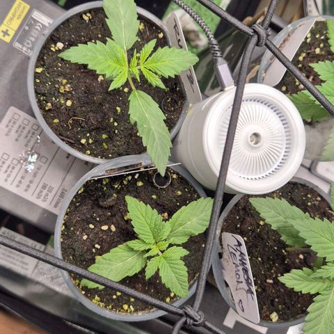 Mimosa evo Photo ♥️ Barney's Farm  growlog timeline photo