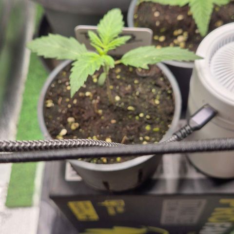 Runtzi Auto ♥️ Barney's Farm  growlog timeline photo