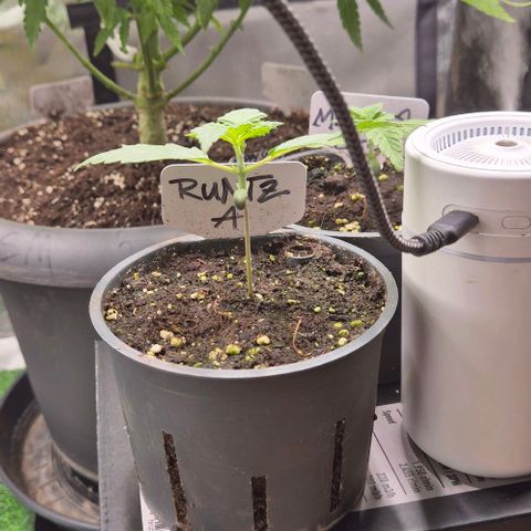 Runtzi Auto ♥️ Barney's Farm  growlog timeline photo