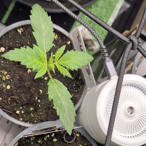 Runtzi Auto ♥️ Barney's Farm  growlog timeline photo