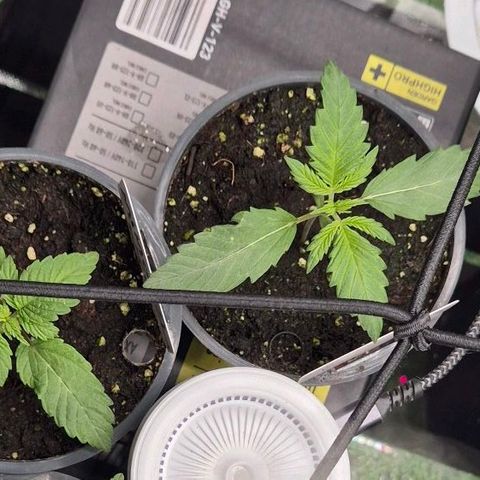 Runtzi Auto ♥️ Barney's Farm  growlog timeline photo
