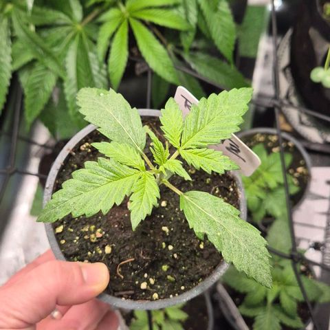 Runtzi Auto ♥️ Barney's Farm  growlog timeline photo