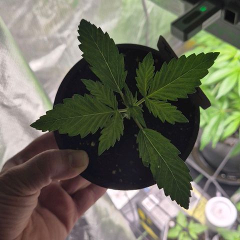 Runtzi Auto ♥️ Barney's Farm  growlog timeline photo