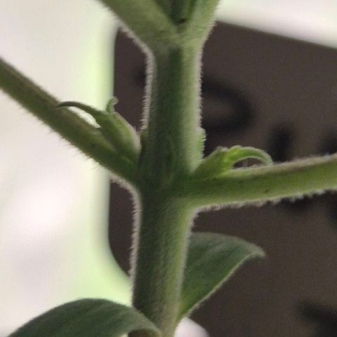 Runtzi Auto ♥️ Barney's Farm  growlog timeline photo