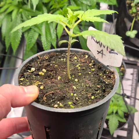Runtzi Auto ♥️ Barney's Farm  growlog timeline photo