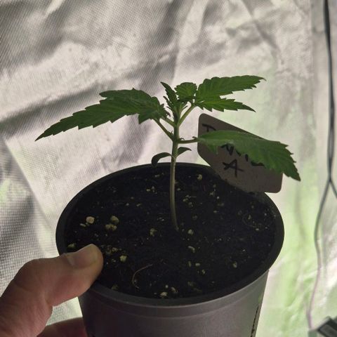 Runtzi Auto ♥️ Barney's Farm  growlog timeline photo