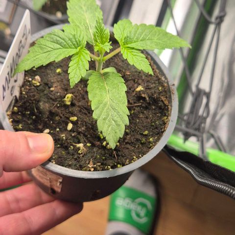 Mimosa evo Photo ♥️ Barney's Farm  growlog timeline photo