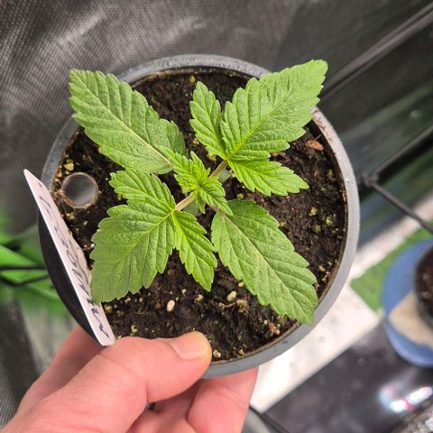 Mimosa evo Photo ♥️ Barney's Farm  growlog timeline photo