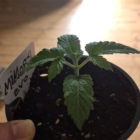 Mimosa evo Photo ♥️ Barney's Farm  growlog timeline photo