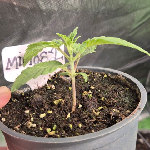 Mimosa evo Photo ♥️ Barney's Farm  growlog timeline photo