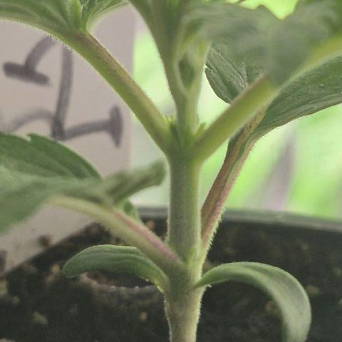 Mimosa evo Photo ♥️ Barney's Farm  growlog timeline photo