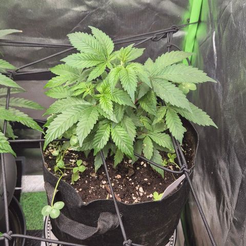 Kushi 😶‍🌫️(rest n. Teilernte/ critical kush, 9.1.24 🎁, Kümmerling) growlog photo: 😊