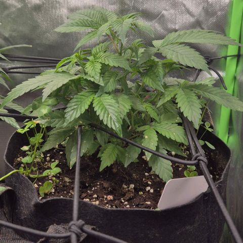 Kushi 😶‍🌫️(rest n. Teilernte/ critical kush, 9.1.24 🎁, Kümmerling) growlog photo: 😊