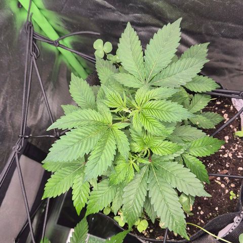Kushi 😶‍🌫️(rest n. Teilernte/ critical kush, 9.1.24 🎁, Kümmerling) growlog photo: 😊