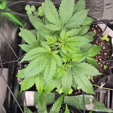 Kushi 😶‍🌫️(rest n. Teilernte/ critical kush, 9.1.24 🎁, Kümmerling) growlog photo: 😊