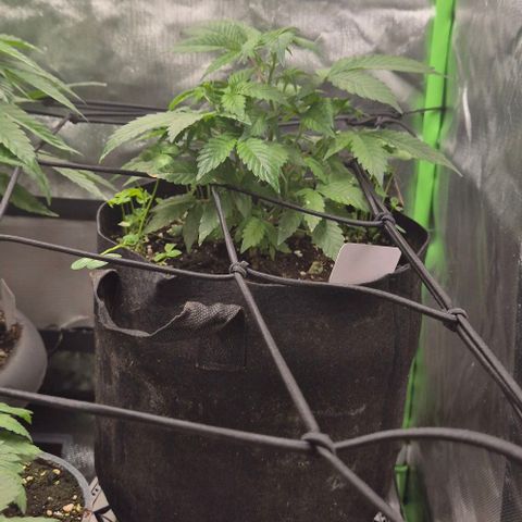Kushi 😶‍🌫️(rest n. Teilernte/ critical kush, 9.1.24 🎁, Kümmerling) growlog photo: 😊