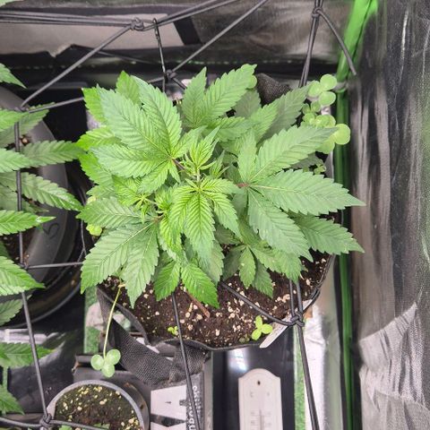 Kushi 😶‍🌫️(rest n. Teilernte/ critical kush, 9.1.24 🎁, Kümmerling) growlog photo: 😊