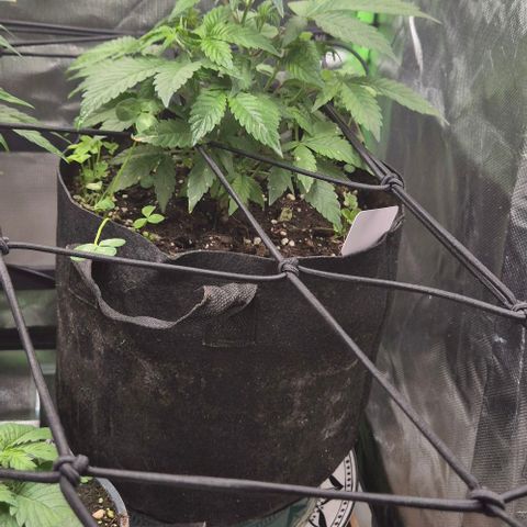Kushi 😶‍🌫️(rest n. Teilernte/ critical kush, 9.1.24 🎁, Kümmerling) growlog photo: 😊