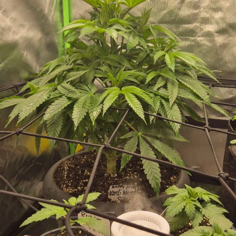 Karli - SHISKABERRY (auto) growlog timeline photo