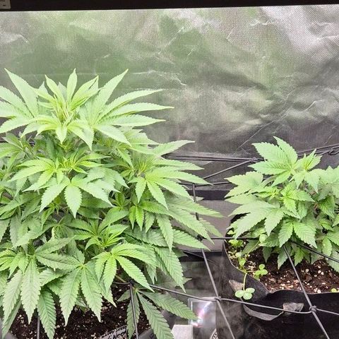 Karli - SHISKABERRY (auto) growlog timeline photo