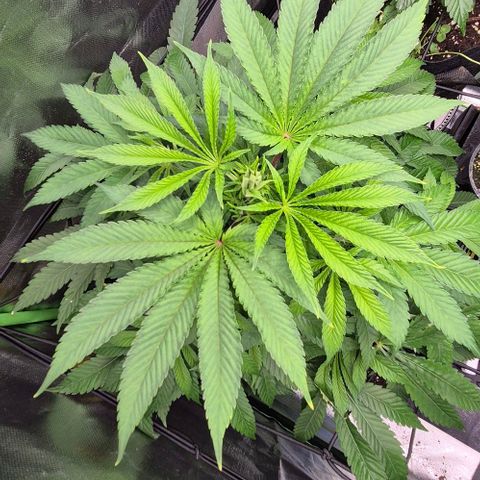 Karli - SHISKABERRY (auto) growlog timeline photo