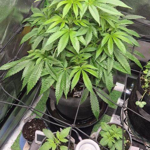 Karli - SHISKABERRY (auto) growlog timeline photo