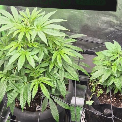 Karli - SHISKABERRY (auto) growlog timeline photo