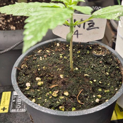 Runtzi Auto ♥️ Barney's Farm  growlog timeline photo