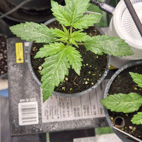 Runtzi Auto ♥️ Barney's Farm  growlog timeline photo