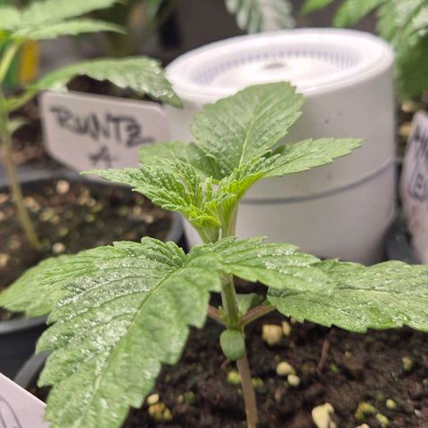 Mimosa evo Photo ♥️ Barney's Farm  growlog timeline photo