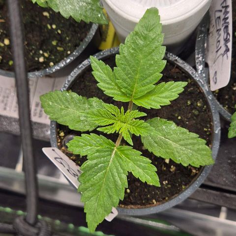 Mimosa evo Photo ♥️ Barney's Farm  growlog timeline photo