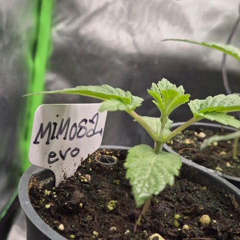 Mimosa evo Photo ♥️ Barney's Farm  growlog timeline photo