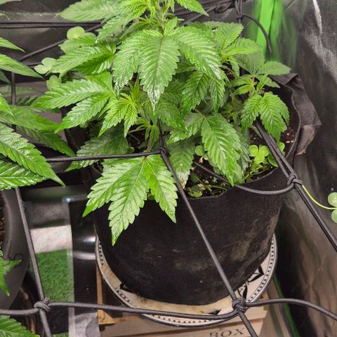Kushi 😶‍🌫️(rest n. Teilernte/ critical kush, 9.1.24 🎁, Kümmerling) growlog timeline photo