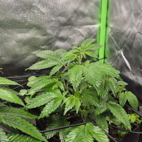 Kushi 😶‍🌫️(rest n. Teilernte/ critical kush, 9.1.24 🎁, Kümmerling) growlog timeline photo