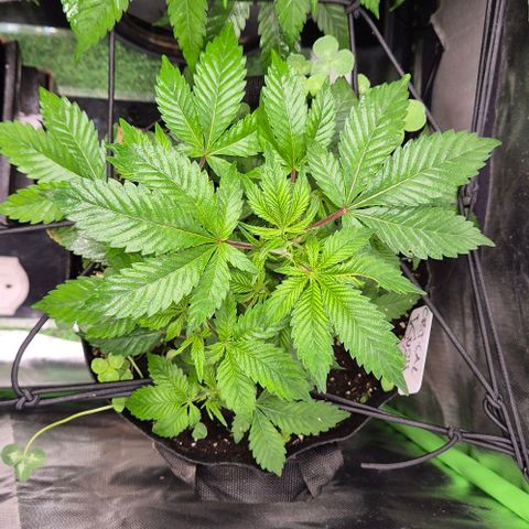 Kushi 😶‍🌫️(rest n. Teilernte/ critical kush, 9.1.24 🎁, Kümmerling) growlog timeline photo