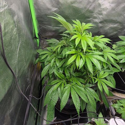Karli - SHISKABERRY (auto) growlog timeline photo