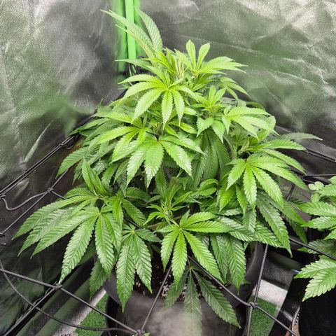 Karli - SHISKABERRY (auto) growlog timeline photo