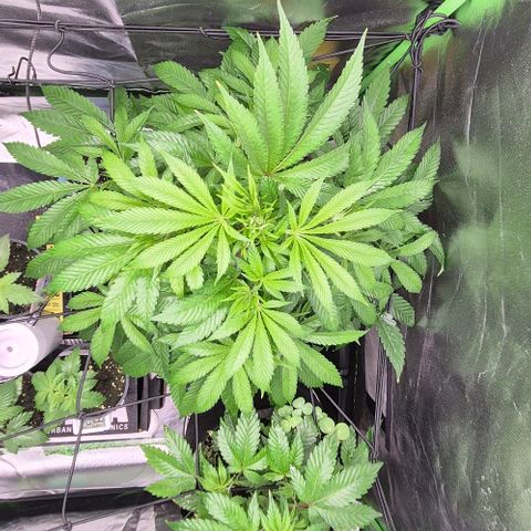 Karli - SHISKABERRY (auto) growlog timeline photo