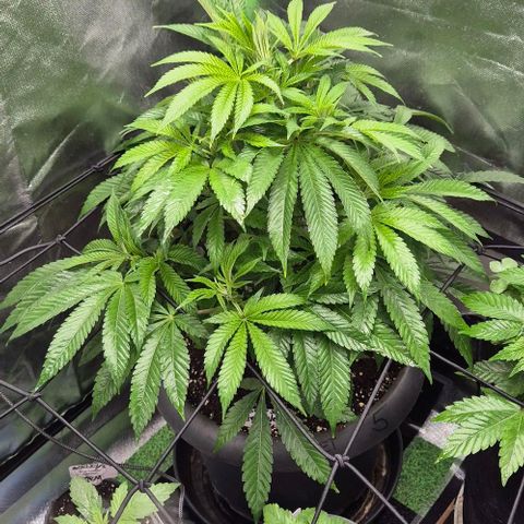 Karli - SHISKABERRY (auto) growlog timeline photo